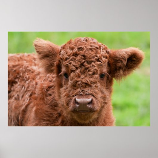 Das Adorable Highland Calf Poster (Vorne)