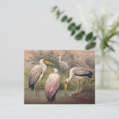 Das afrikanische Holz Ibis von Joseph Wolf Postkarte (Stehend Vorderseite)