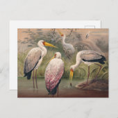 Das afrikanische Holz Ibis von Joseph Wolf Postkarte (Vorne/Hinten)
