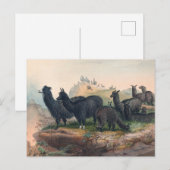 Das Alpaka von Joseph Wolf Postkarte (Vorne/Hinten)