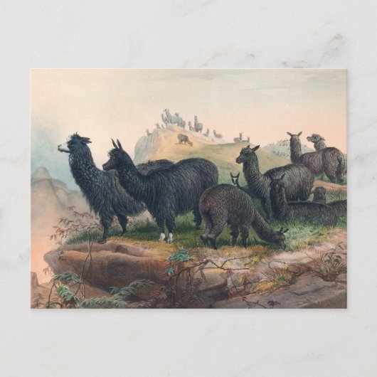 Das Alpaka von Joseph Wolf Postkarte (Vorderseite)