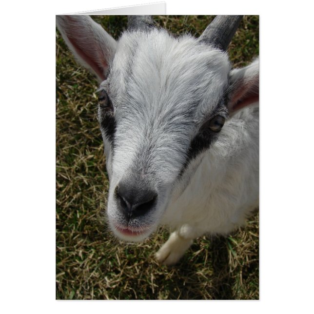 Das Alpenbilly-Kid knacken (Vorne)