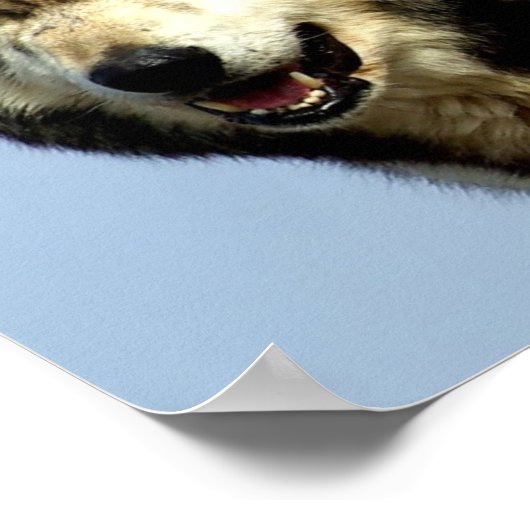 Das Alpha-Wolf-Paar Poster (Ecke)