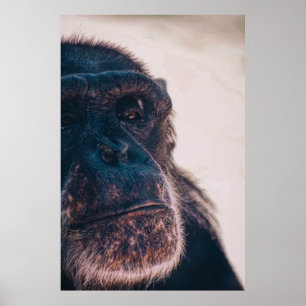 DAS ÄLTESTE CHIMPANZEI POSTER