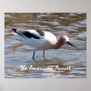 Das amerikanische Avocet-Tier-Plakat Poster