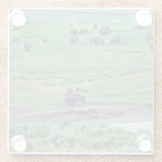 Das amerikanische Bison Glasuntersetzer (Rückseite)