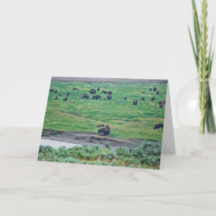 Das amerikanische Bison Karte