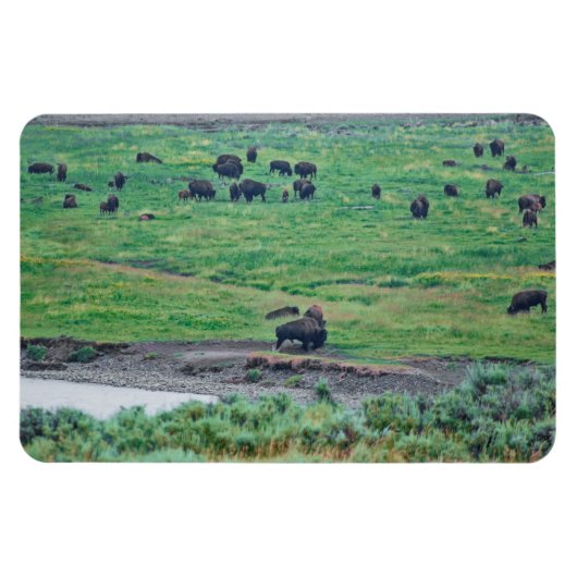 Das amerikanische Bison Magnet (Horizontal)