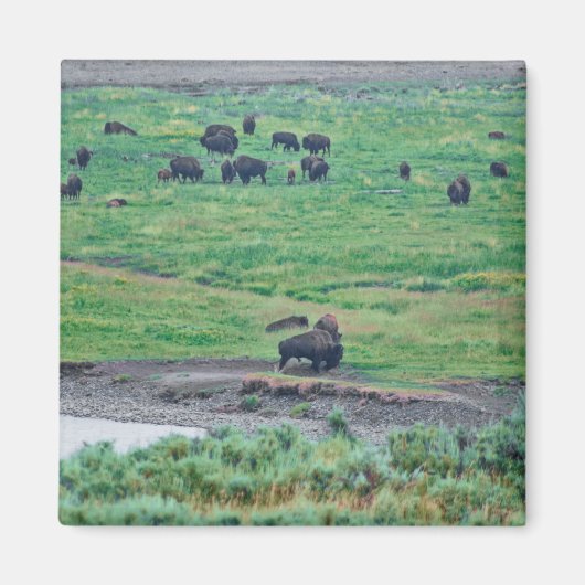 Das amerikanische Bison Magnet (Vorne)