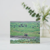 Das amerikanische Bison Postkarte (Stehend Vorderseite)