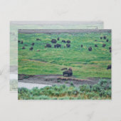 Das amerikanische Bison Postkarte (Vorne/Hinten)