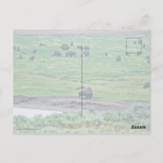 Das amerikanische Bison Postkarte (Rückseite)