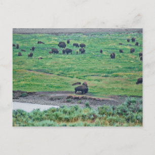 Das amerikanische Bison Postkarte