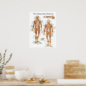 Das Anatomie-Poster des Muskelsystems 18 x 24 Poster (Küche)