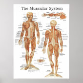 Das Anatomie-Poster des Muskelsystems 18 x 24 Poster (Vorne)