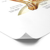 Das Anatomie-Poster des Muskelsystems 18 x 24 Poster (Ecke)