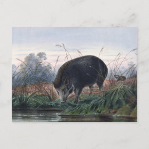 Das Andaman-Schwein von Joseph Wolf Postkarte