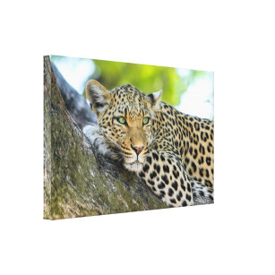 Das Anstarren eines Leoparden Leinwanddruck