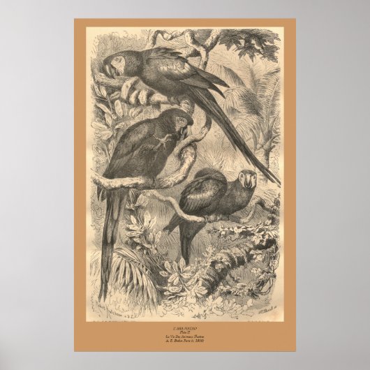 Das Ara Poster (Vorne)