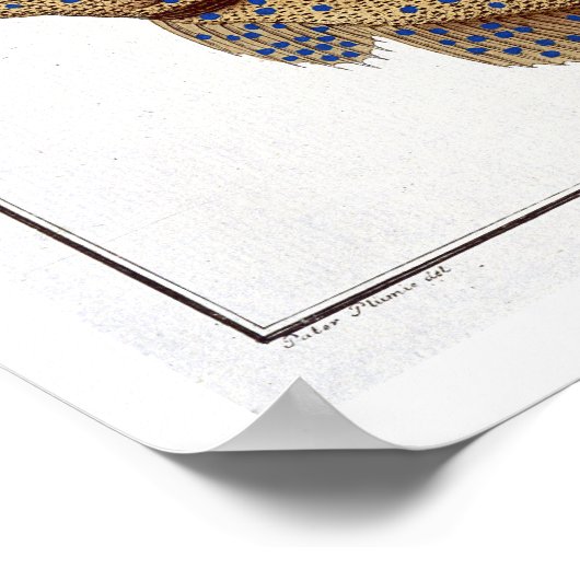 Das Argus Flounder (Pleuronectes Argus) Platte XLV Poster (Ecke)