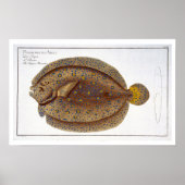 Das Argus Flounder (Pleuronectes Argus) Platte XLV Poster (Vorne)