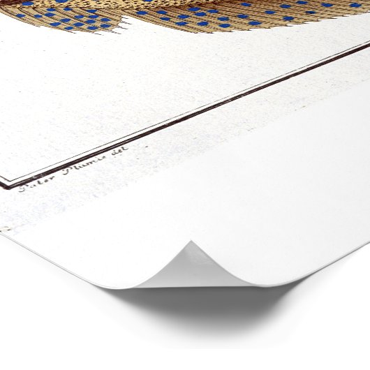 Das Argus Flounder (Pleuronectes Argus) Platte XLV Poster (Ecke)