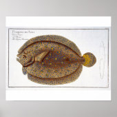 Das Argus Flounder (Pleuronectes Argus) Platte XLV Poster (Vorne)
