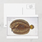 Das Argus Flounder (Pleuronectes Argus) Platte XLV Postkarte (Vorne/Hinten)