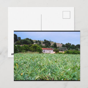 Das Artischockenfeld Postkarte