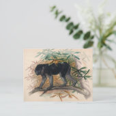 Das Ashy-Black Ape von Joseph Wolf Postkarte (Stehend Vorderseite)