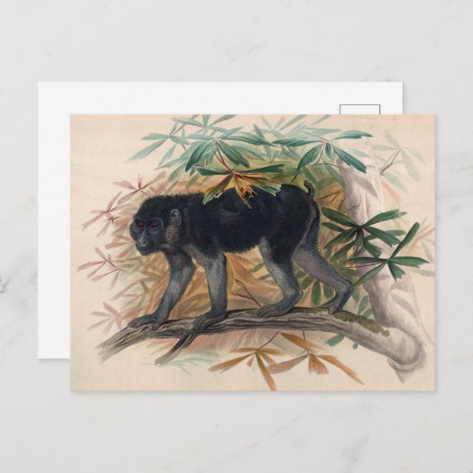 Das Ashy-Black Ape von Joseph Wolf Postkarte (Vorne/Hinten)