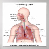 Das Atemsystem mit Plakat (Vorne)