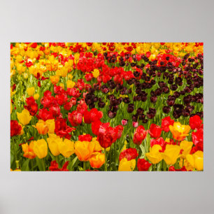 das Aufblühen von Tulpen auf Poster Paper (Matt)