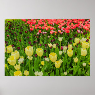 das Aufblühen von Tulpen in einem Park Plakatpapi Poster