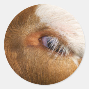 Das Auge der Hochlandkuh Runder Aufkleber