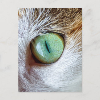 Das Auge der schönen Grünen Katze fasziniert Postkarte