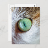Das Auge der schönen Grünen Katze fasziniert Postkarte (Vorne/Hinten)