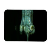 Das Auge des Garials Magnet (Horizontal)