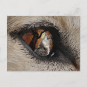 Das Auge des Wolfs Postkarte (Vorderseite)