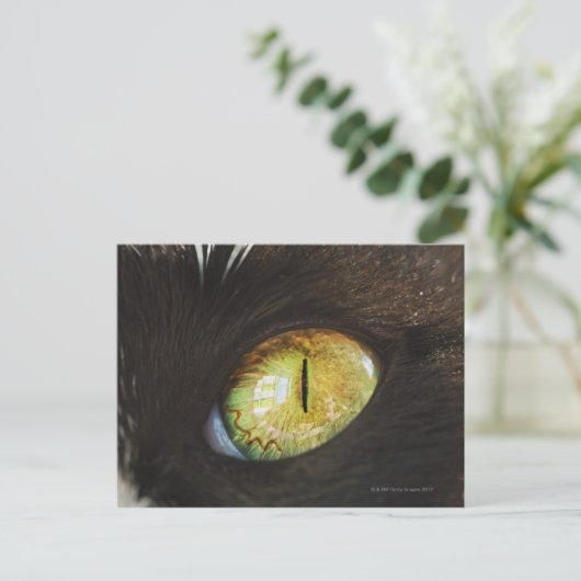 Das Auge einer Katze Postkarte (Stehend Vorderseite)