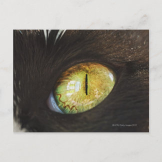 Das Auge einer Katze Postkarte
