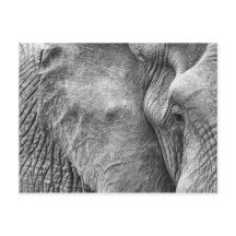 Das Auge eines Elefanten