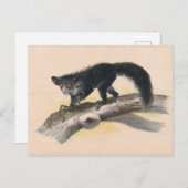 Das Auge von Joseph Wolf Postkarte (Vorne/Hinten)