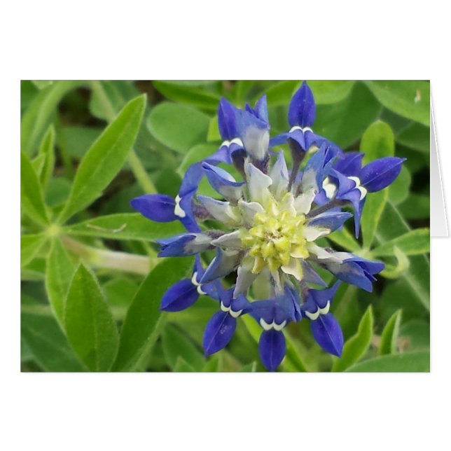 Das Auge von Texas (Vorderseite (Horizontal))