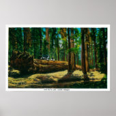 Das Auto loggt sich im Riesenwald, Redwood Poster (Vorne)