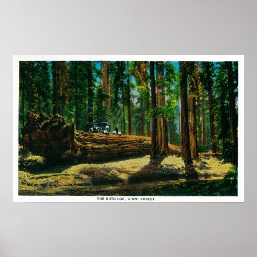 Das Auto loggt sich im Riesenwald, Redwood Poster (Vorne)