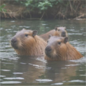 das Baden von Capybaras im Fluss, Aufkleber (Vorderseite)