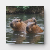 das Baden von Capybaras im Fluss, Fotoplatte (Vorderseite)