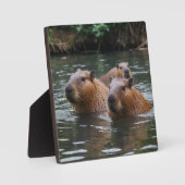 das Baden von Capybaras im Fluss, Fotoplatte (Vorderseite)