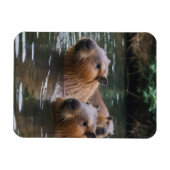 das Baden von Capybaras im Fluss, Magnet (Horizontal)